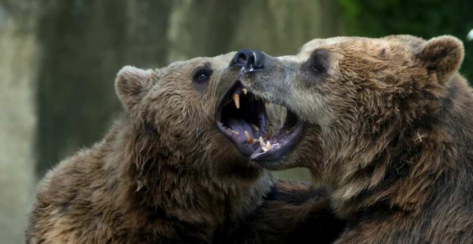 Un fotograf a surprins lupta epică dintre doi urși grizzly. „Pur și simplu nu se mai termina”