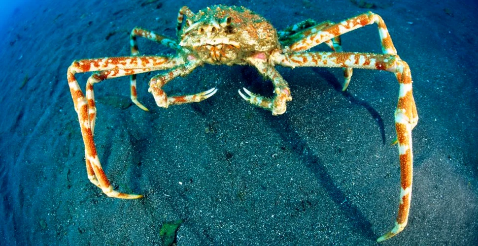 Top 10 creaturi bizare din adâncul mărilor