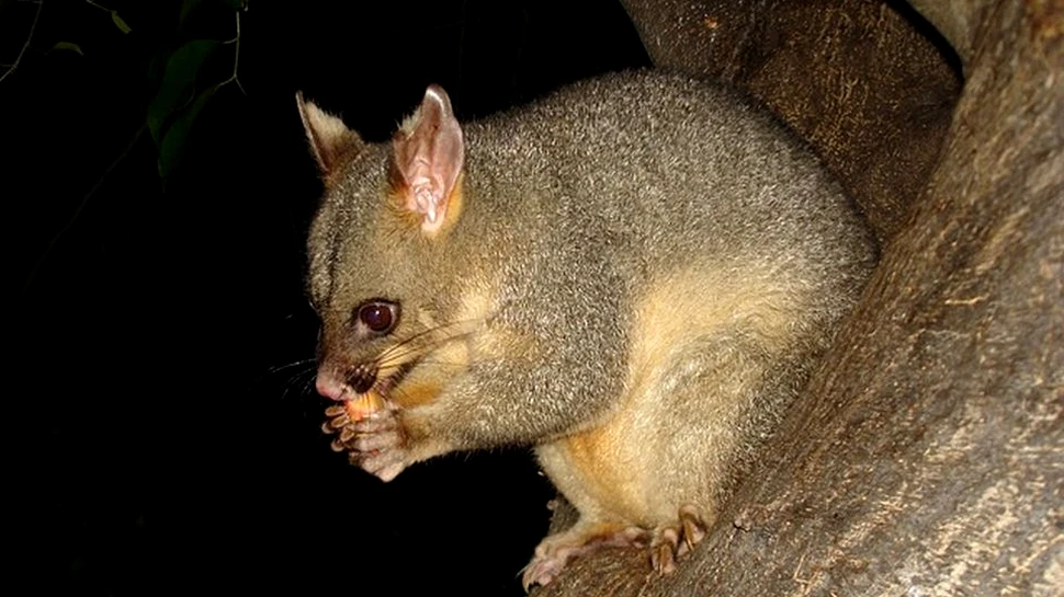 Opusumul pitic australian este în pericol. Motivul: insectele pe care le consumă se ”rătăcesc”