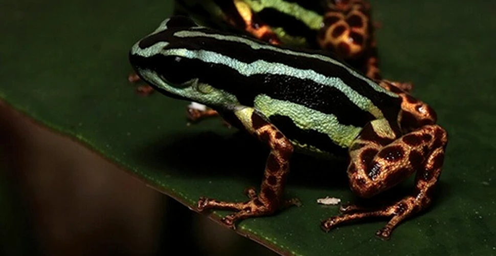 „O bijuterie ascunsă a Amazonului”: Cercetătorii au descoperit o specie adorabilă de broască