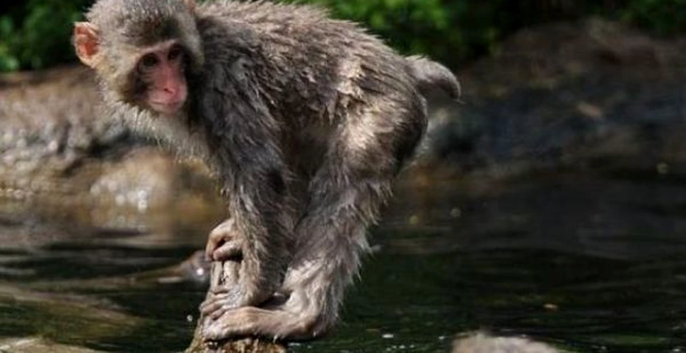 Lectii de inot pentru maimute (FOTO)