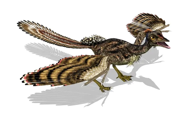 Archaeopteryx reprezintă, după opinia specialiştilor, o formă de tranziţie între dinozaurii theropozi cu pene şi păsările  „adevărate”.