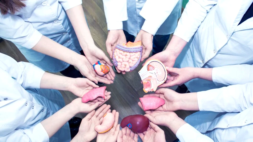 Test de cultură generală. Care este singurul organ uman care se regenerează?