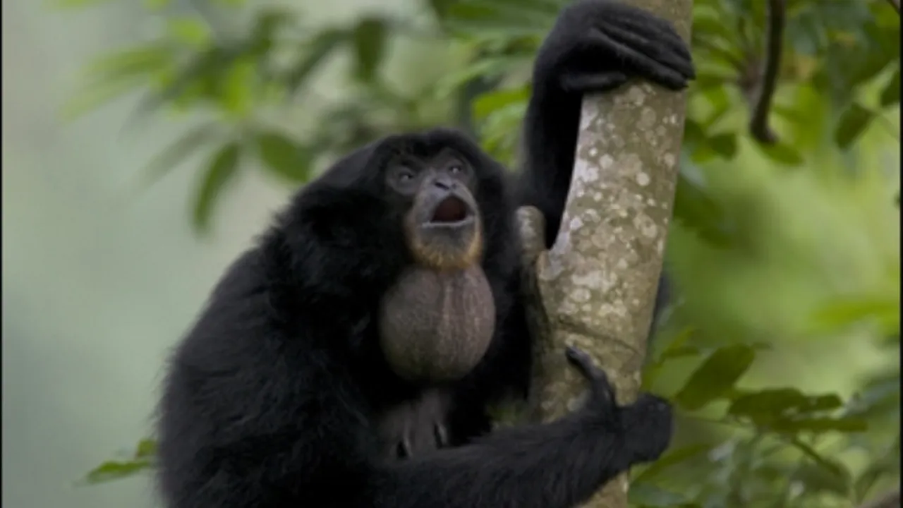 1-siamang-380x540 