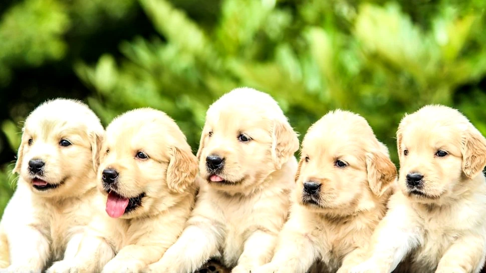 Ce animale pot da naștere la gemeni, tripleți sau chiar cvadrupleți?