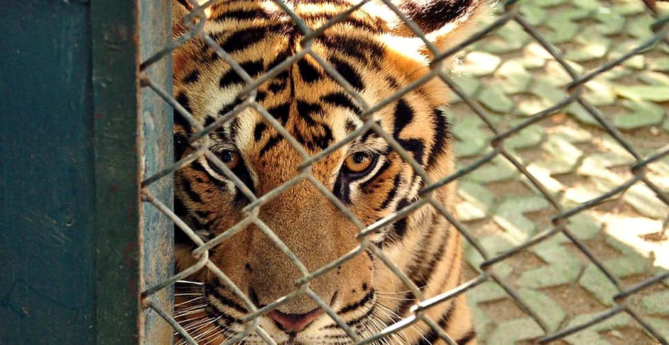 Campanie de interzicere a exploatării animalelor sălbatice în circuri după ce 11 animale de la Circul Globus au murit în urma unui incendiu