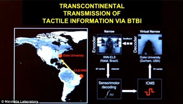 Telepatie transcontinentală: comunicarea mentală între şobolani a funcţionat chiar la mare distanţă.