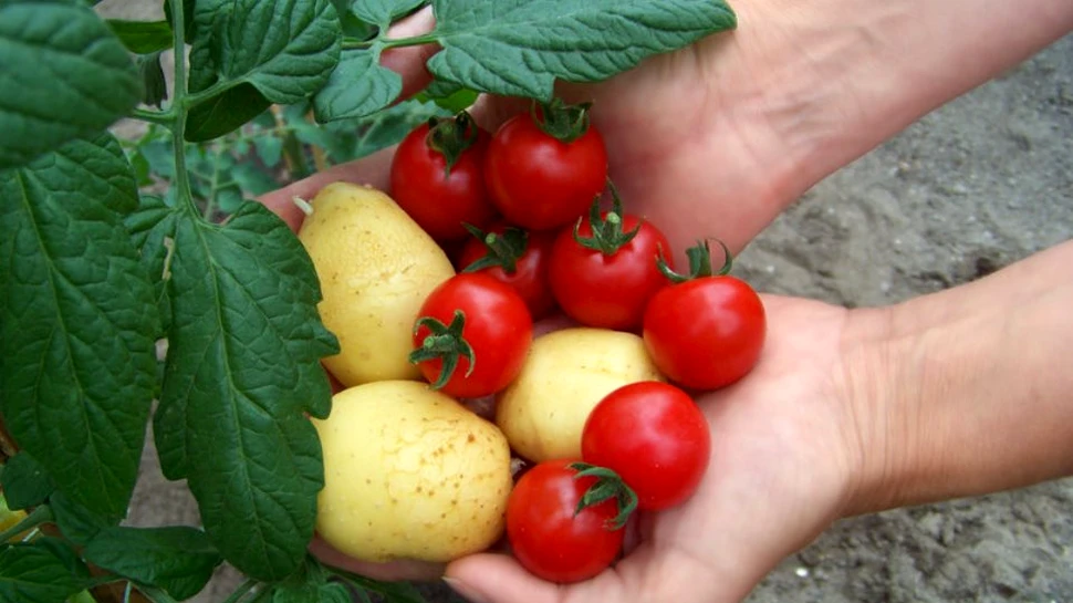 Cartofi şi ketchup dintr-o singură plantă. Experiment revoluţionar al botaniştilor britanici