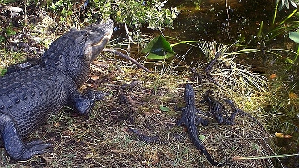 Grăsimea de aligator ar putea fi folosită drept biocombustibil
