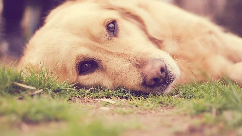 Unde au fost domesticiţi câinii? Un străvechi mister a fost descifrat
