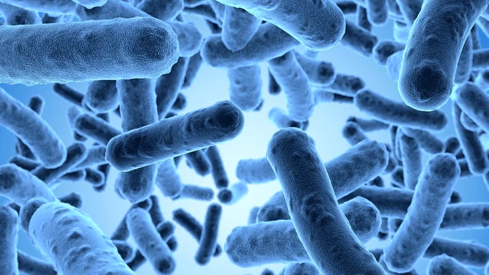 Viaţa în univers ar putea fi un lucru obişuit. Informaţiile importante furnizate de descoperirea celei mai vechi fosile