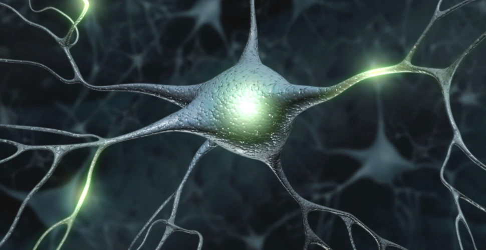 ”Mini-creierele” umane tridimensionale scot la iveală fundamentul genetic al bolilor mintale majore