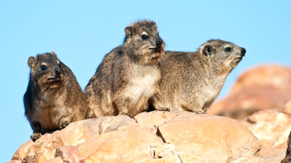 Damanii – verii cei mărunţi ai elefanţilor