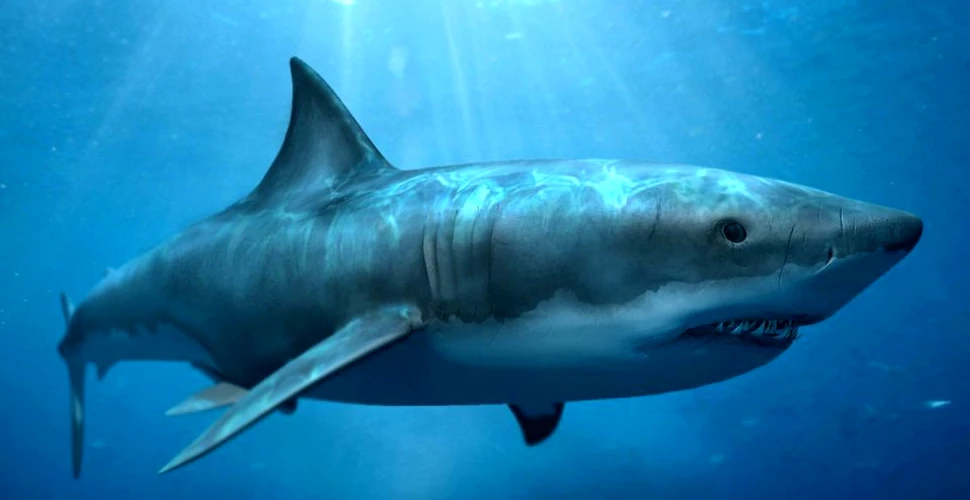 Top 5 mituri despre rechini, false. Care este cea mai mare ameninţare a rechinilor