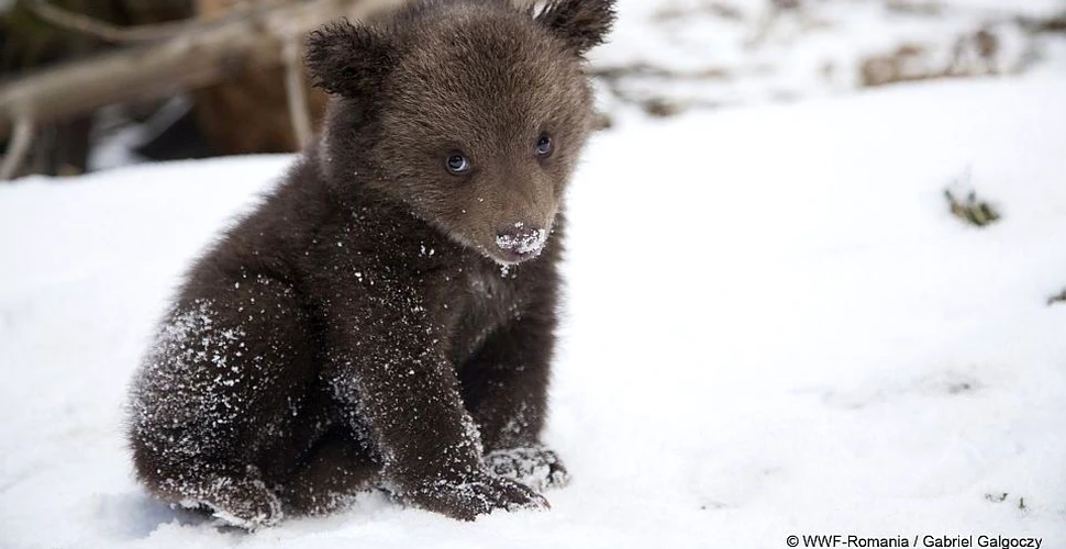 Singurul orfelinat pentru puii de urs din Europa se găseşte în România
