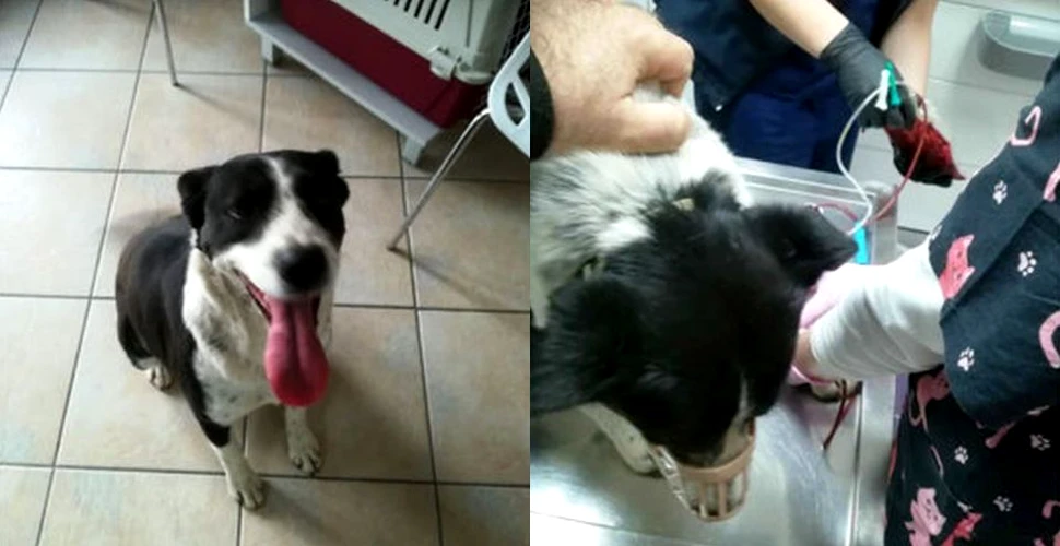 Transfuzie în premieră. Un câine dintr-un adăpost public din România a salvat viaţa altui patruped