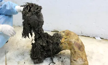 Cea mai veche moleculă de ARN din lume a fost extrasă de la un mamut lânos