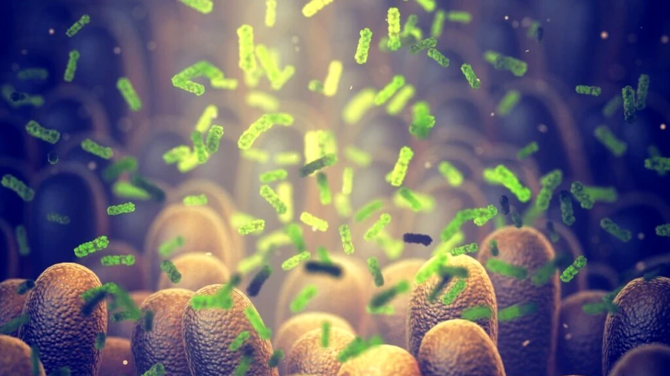 Oamenii de știință au descoperit cum să transforme bacteriile intestinale în „fabrici anti-îmbătrânire”