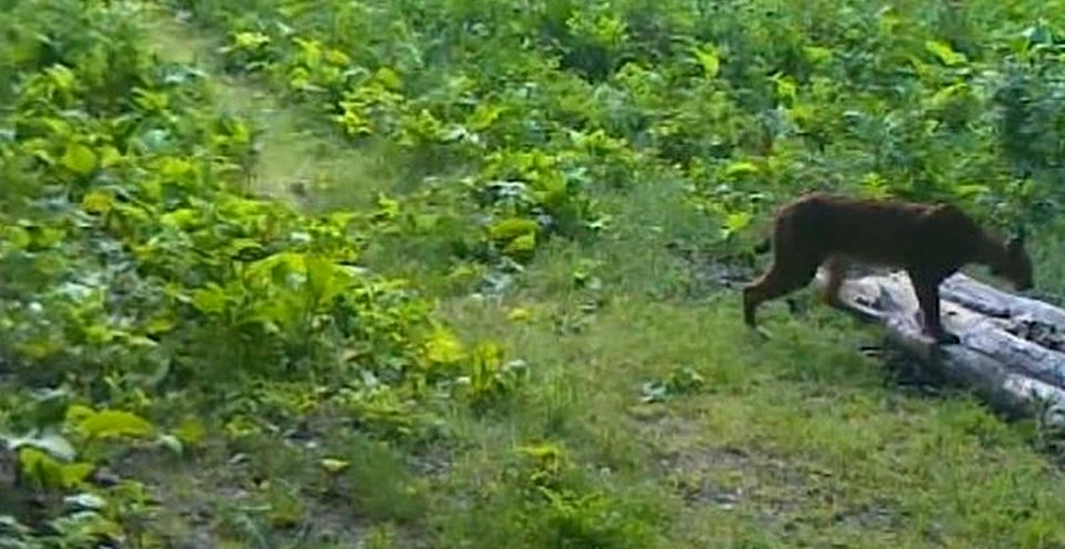 Imagini cu un RÂS într-o pădure din România. Animalul sălbatic inspectează teritoriul