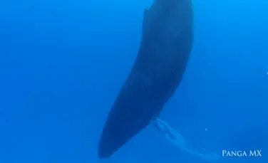 O balenă cu cocoaşă a fost filmată în timp ce dormea (VIDEO)