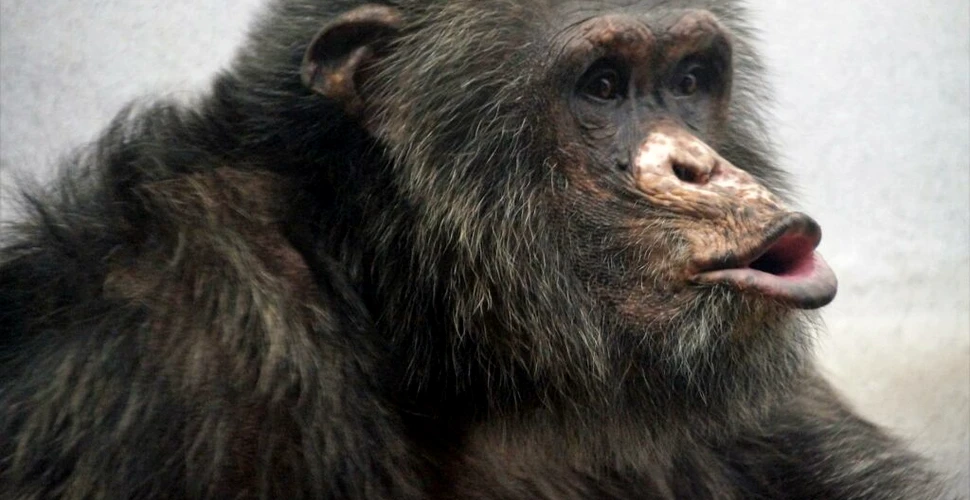 Cimpanzeii par să cunoască aproape 400 de așa-zise cuvinte. Cum comunică?