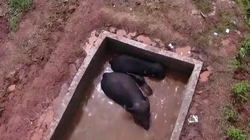 Elefanţi salvaţi cu elicoptere şi excavatoare dintr-un rezervor de apă din China. VIDEO