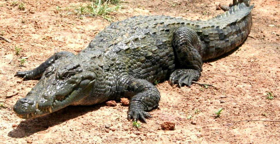 Cine ar fi zis? Crocodilii au o piele foarte sensibilă!