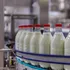 Deși producem peste 4 milioane de tone de lapte anual, doar o treime ajunge în procesare