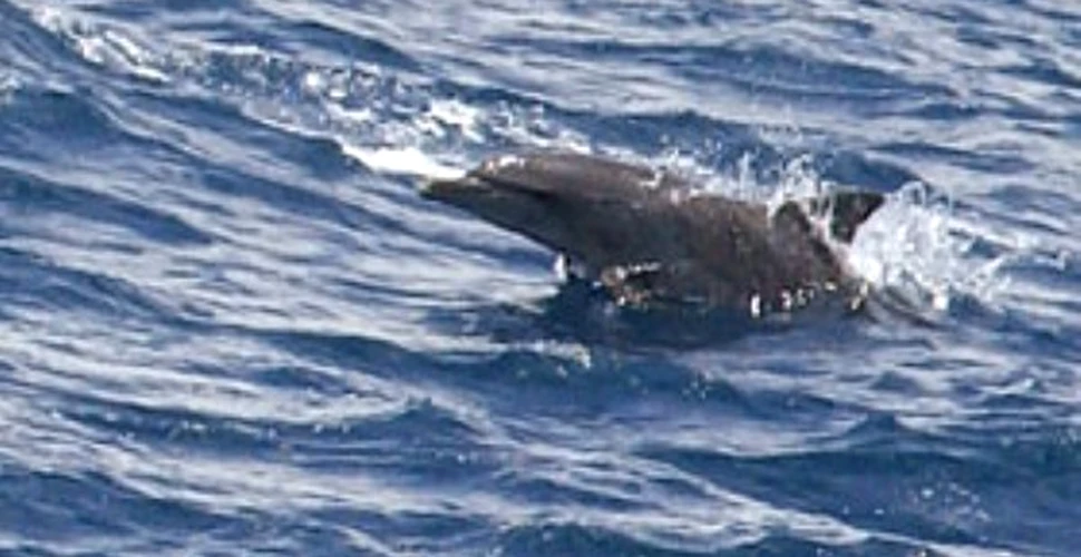 Un delfin mutilat inoata cu ajutorul unei proteze