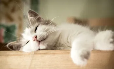 De ce dorm pisicile atât de mult?