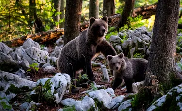 Ce amendă au primit mai mulți turiști care au hrănit o ursoaică și puii acesteia, în zona lacului Vidraru