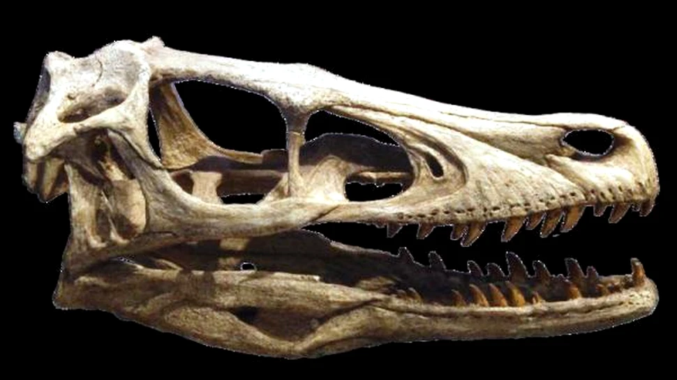 Intr-o lume a dinozaurilor erbivori, T. rex era o exceptie