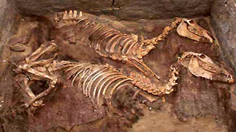 Fosilele primilor magari domestici au fost gasite in morminte egiptene