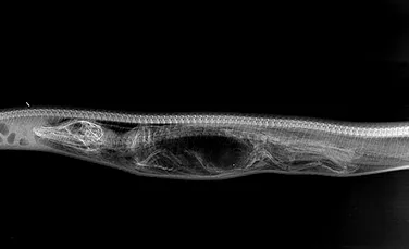 Galerie foto inedită realizată cu ajutorul unor radiografii: Cum reuşeşte un piton să devoreze un aligator