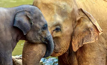A fost descoperită gena ce îi ajută pe elefanţi să nu dezvolte cancer