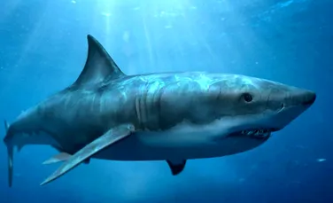 Top 5 mituri despre rechini, false. Care este cea mai mare ameninţare a rechinilor