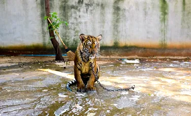 Situaţie bizară şi extrem de sumbră: există mai mulţi tigri ca ”animale de companie” decât există în sălbăticie