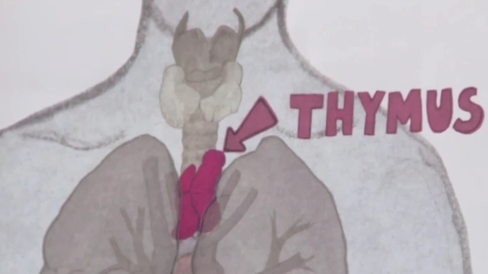 Reuşită fără precedent în istorie: un organ complet funcţional a fost creat în corpul unui animal viu (VIDEO)