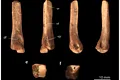 Fosilele „uitate” într-un muzeu dezvăluie cum arătau puii de T. rex