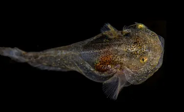 Pești unici, care conțin proteine ,,antiîngheț”, descoperiți în Groenlanda