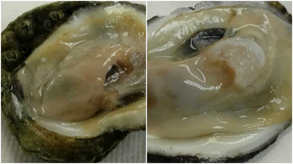 Cercetătorii au descoperit specii marine cu diformități asociate unei deversări de petrol din 2010