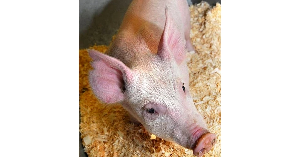 „Porcul 26” – să fie acesta animalul care ne va face să acceptăm să consumăm carne modificată genetic?