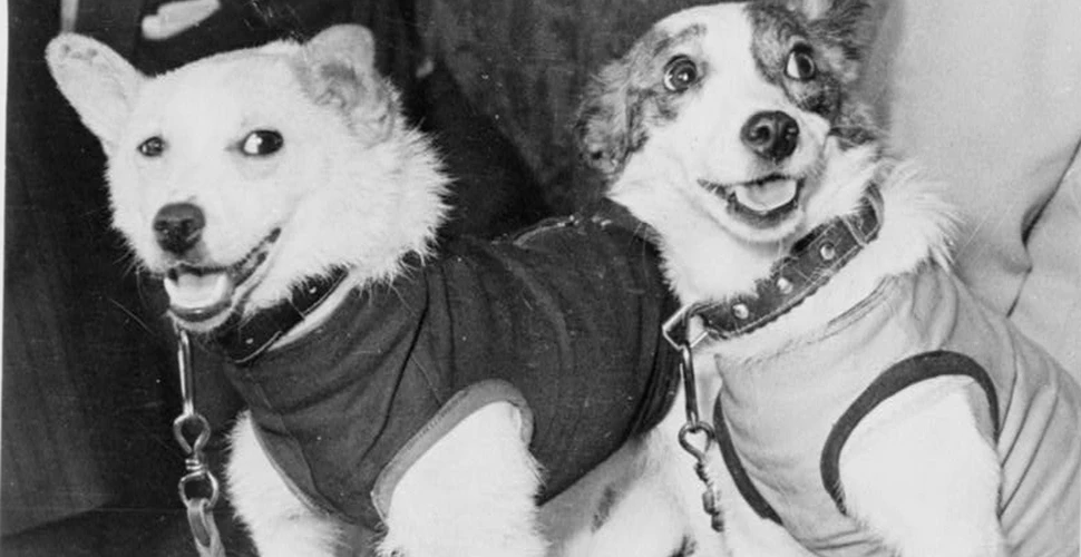 Un costum spaţial pentru câini creat de sovietici, estimat la 8.000 de euro, scos la licitaţie (FOTO)