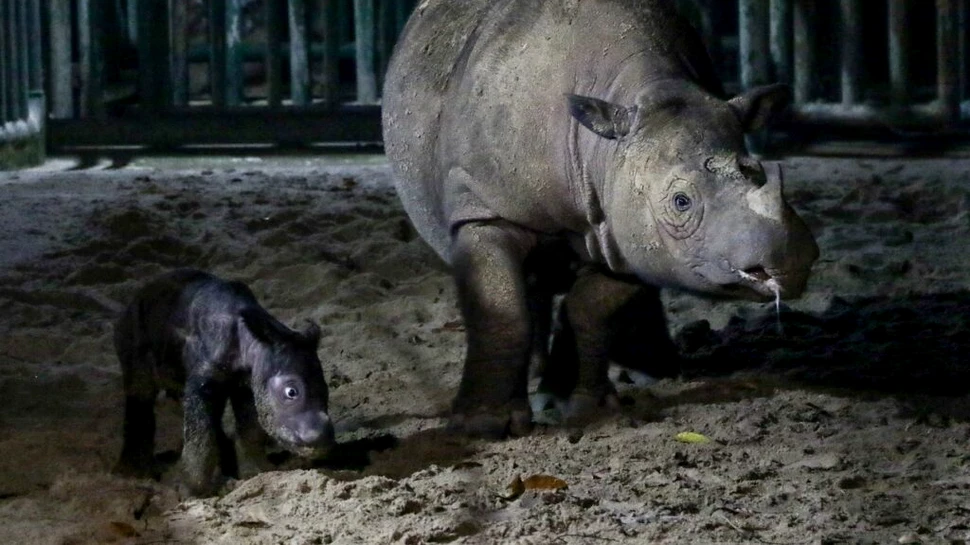 Un rinocer dintr-o specie pe cale de dispariție a născut un pui în Indonezia