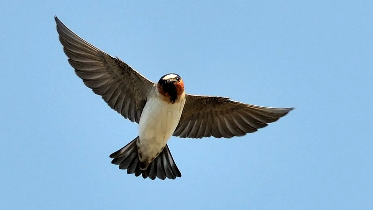 1-petrochelidon-pyrrhonota 