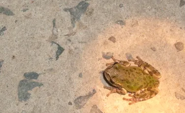 Un medicament puternic anticancerigen, descoperit într-un loc neașteptat