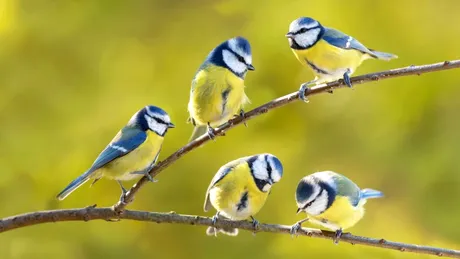 Modul în care păsările folosesc țigările aruncate este o dovadă în plus că fumatul este nociv