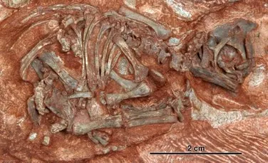 A fost descoperit cel mai vechi embrion de dinozaur