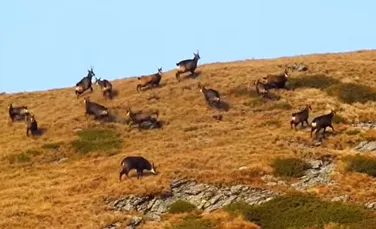 Imagini rare: Mai multe capre negre, surprinse pe un versant din Parcul Național Retezat