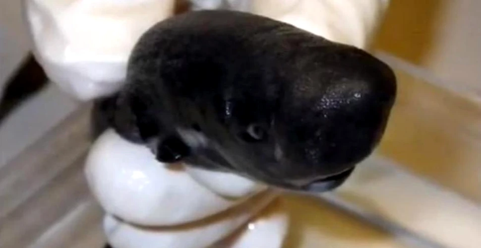 Ciudăţenia naturii. Cum arată „rechinul cu buzunar”, cel mai rar din lume – VIDEO